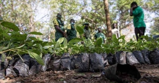 غانا-تزرع-5-ملايين-شجرة