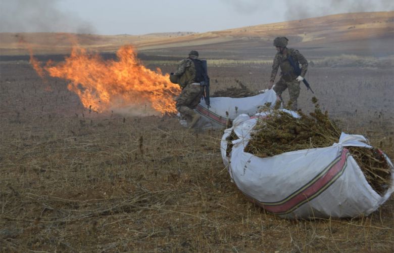 In photos: Army destroys around ١٨٠ dunams of cannabis in Hermel - elmarada